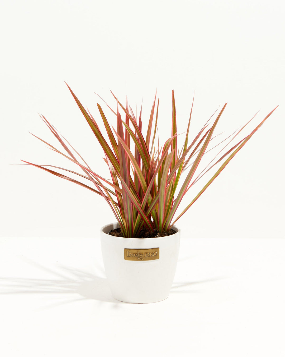 Colorama Cane Dragon Plant (Dracaena)