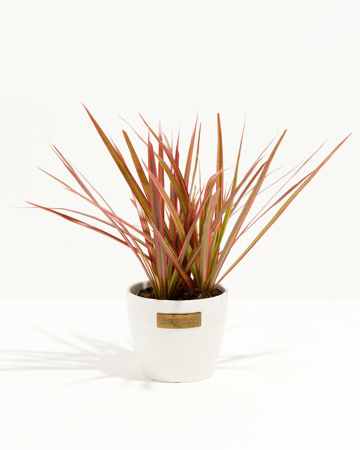 Colorama Cane Dragon Plant (Dracaena)