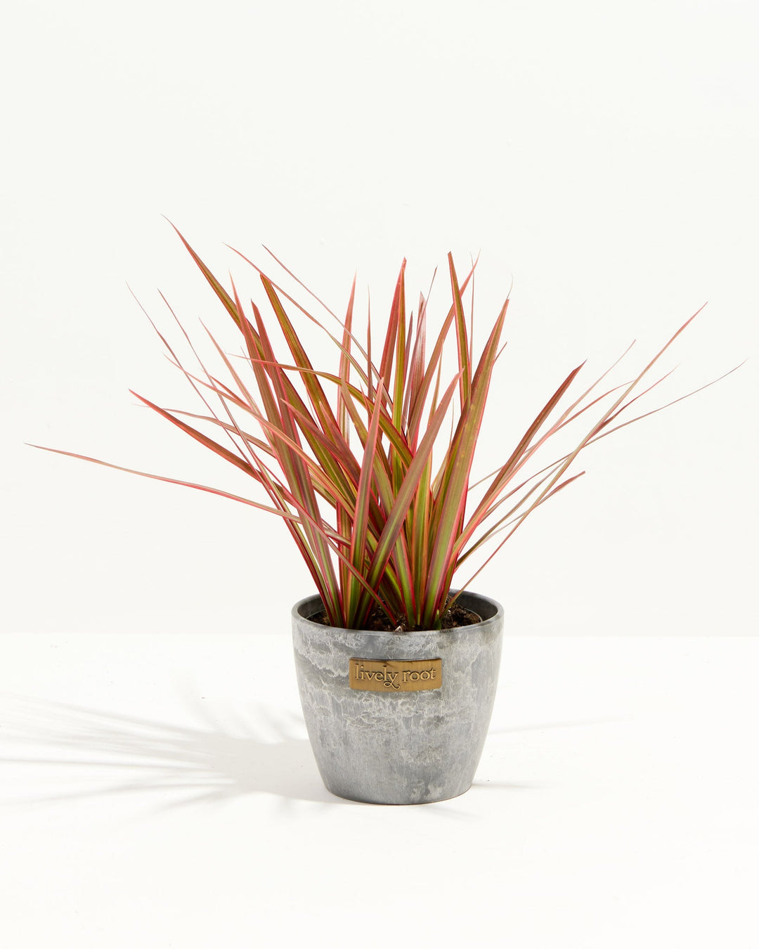 Colorama Cane Dragon Plant (Dracaena)