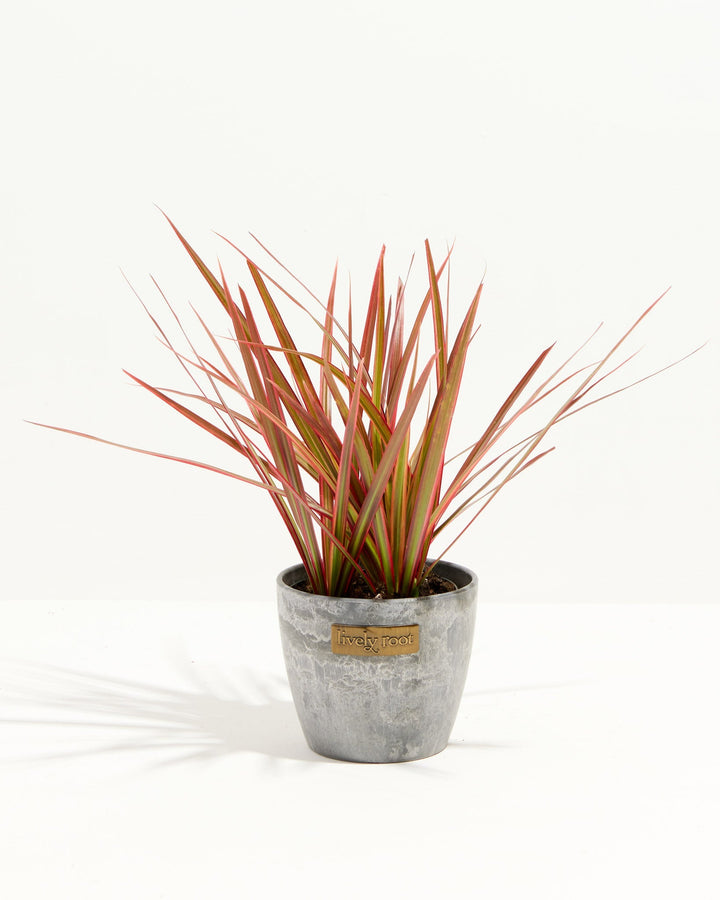 Colorama Cane Dragon Plant (Dracaena)