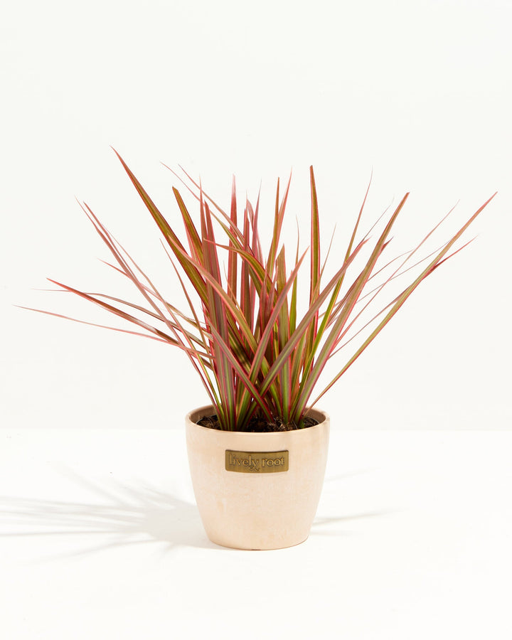 Colorama Cane Dragon Plant (Dracaena)
