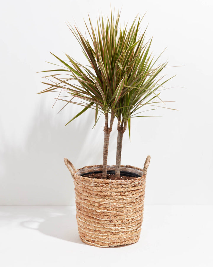 Colorama Cane Dragon Plant (Dracaena)