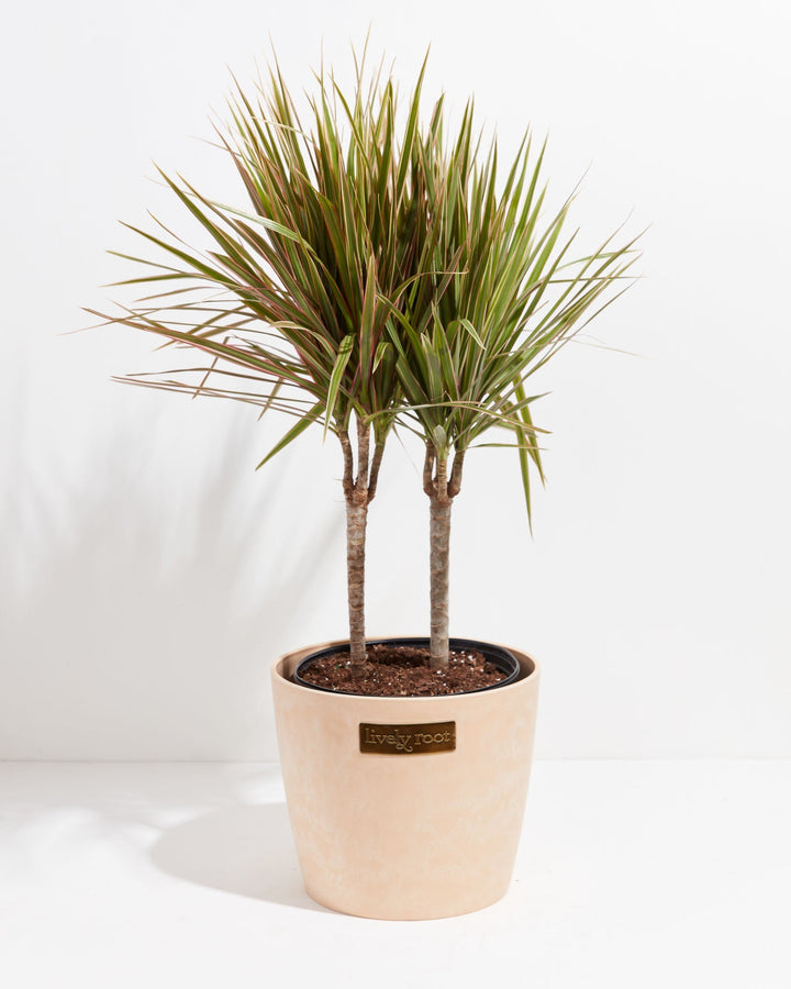 Colorama Cane Dragon Plant (Dracaena)