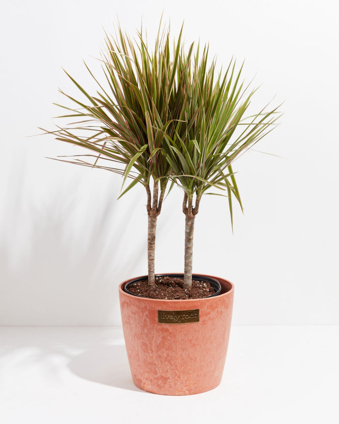 Colorama Cane Dragon Plant (Dracaena)