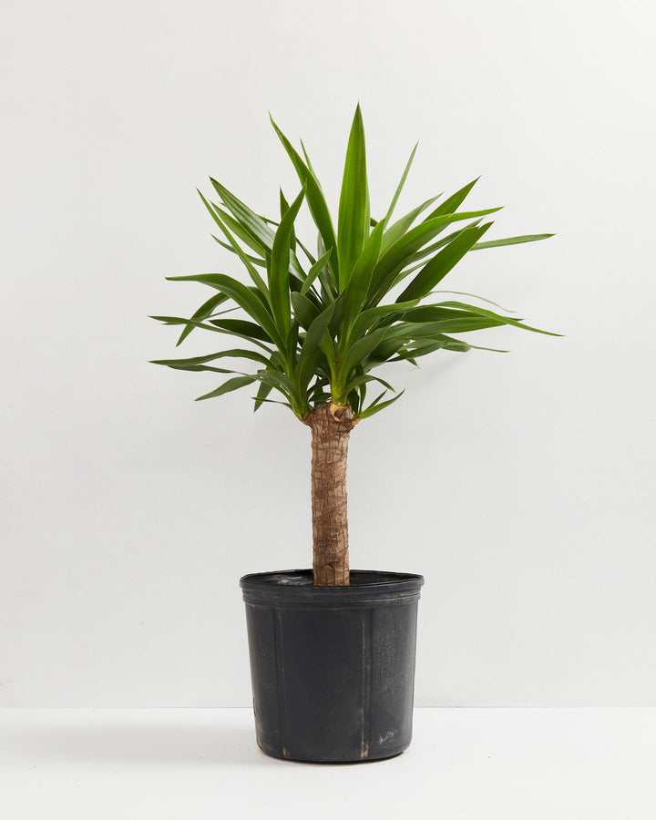care for yucca plant indoors Yucca Cane | Full Grown Options