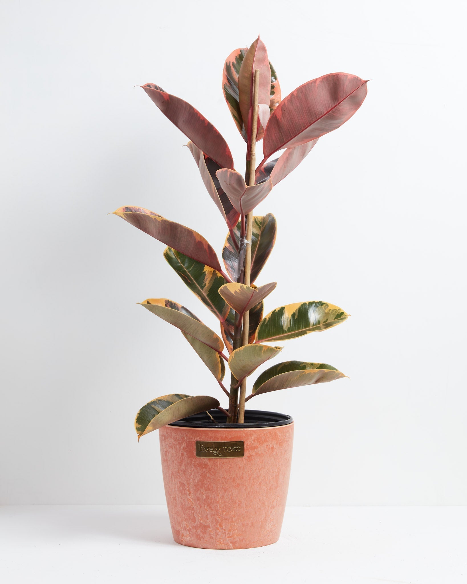Ficus Elastica Ruby for Sale With Large Options & Care Guide
