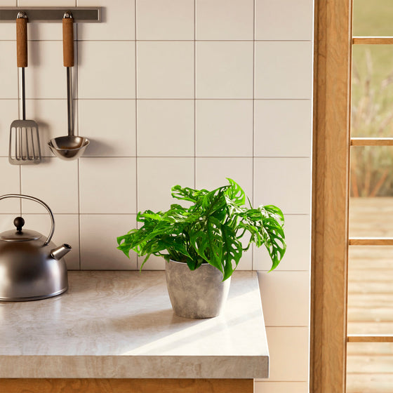 Swiss Cheese Plant lifestyle graphic featuring a lush, green potted plant with distinctive fenestrated leaves sitting on a light marbled kitchen countertop, housed in a speckled gray eco-pot, with a stainless steel kettle, hanging kitchen utensils, a white tiled backsplash, and a wooden door frame visible in the warm sunlight.