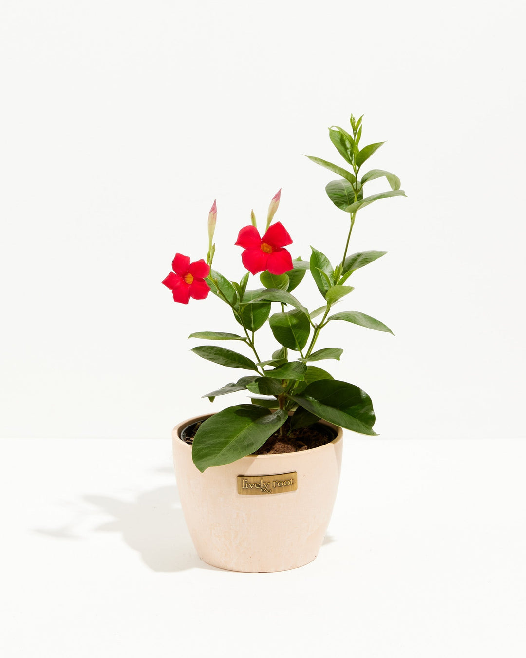 mandevilla plants in pots Mandevilla | Hanging Basket Plant