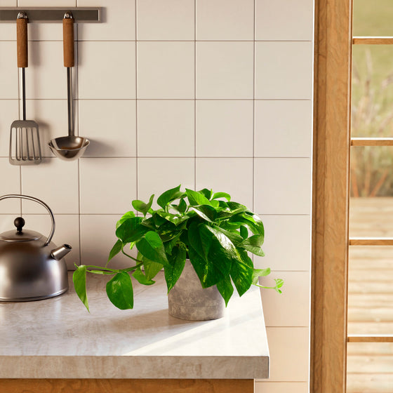 A Golden Pothos plant featuring vibrant, heart-shaped green leaves with subtle yellow variegation, presented in a gray textured planter on a marble kitchen countertop next to a stainless steel tea kettle.