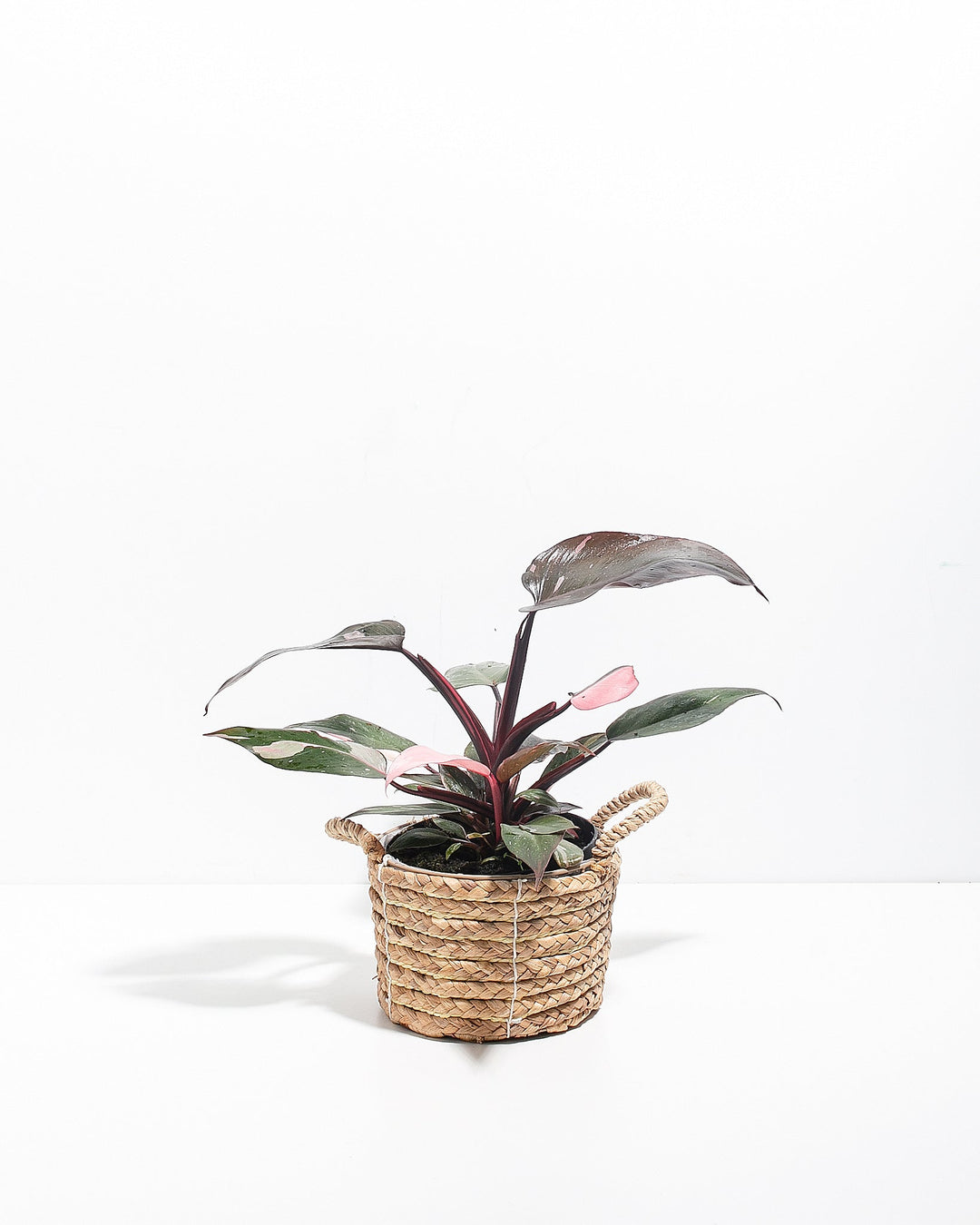 Philodendron Pink Princess