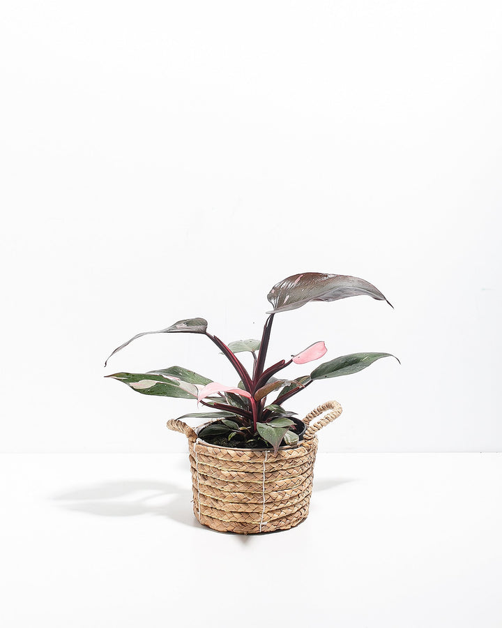 Philodendron Pink Princess
