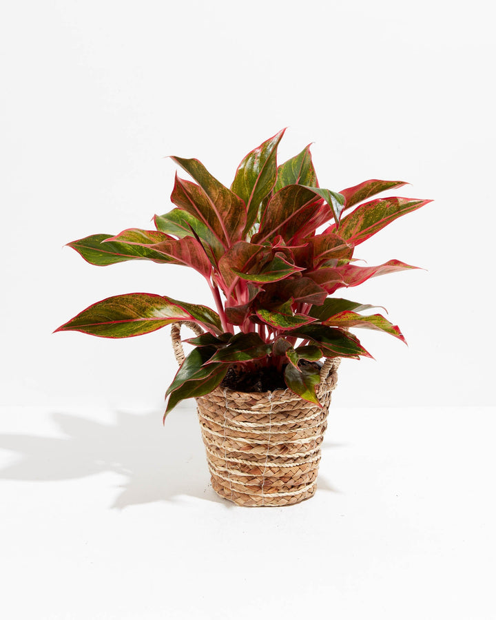 Aglaonema Red Valentine