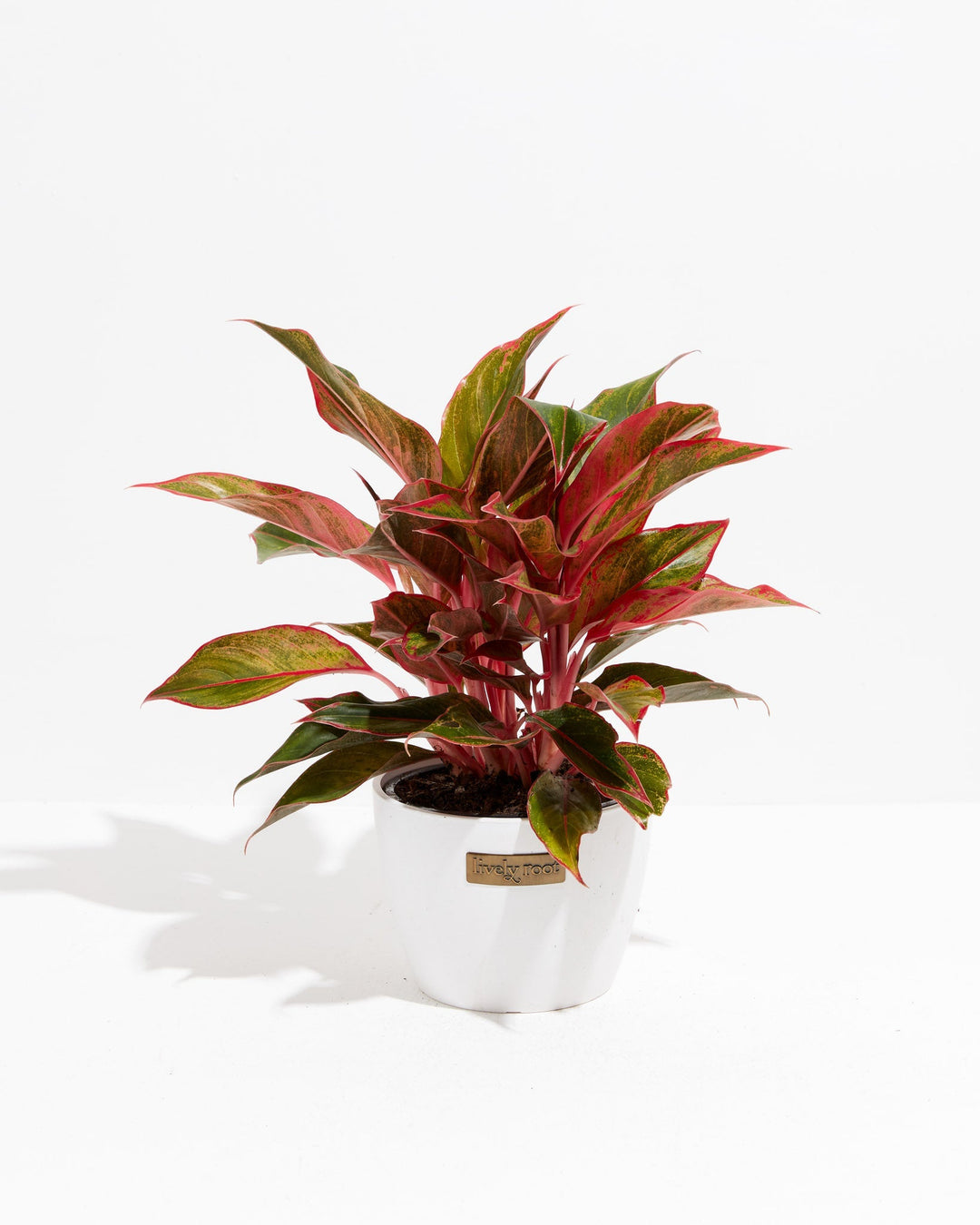 aglaonema melanie joe Aglaonema Red Valentine | Tropical | Colorful Leaves