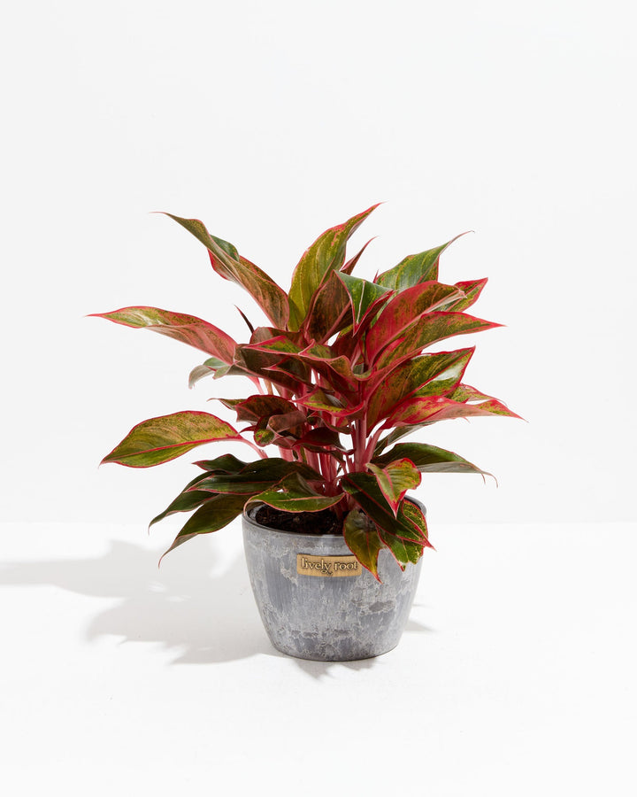 aglaonema red valentine care Aglaonema Red Valentine | Tropical | Colorful Leaves
