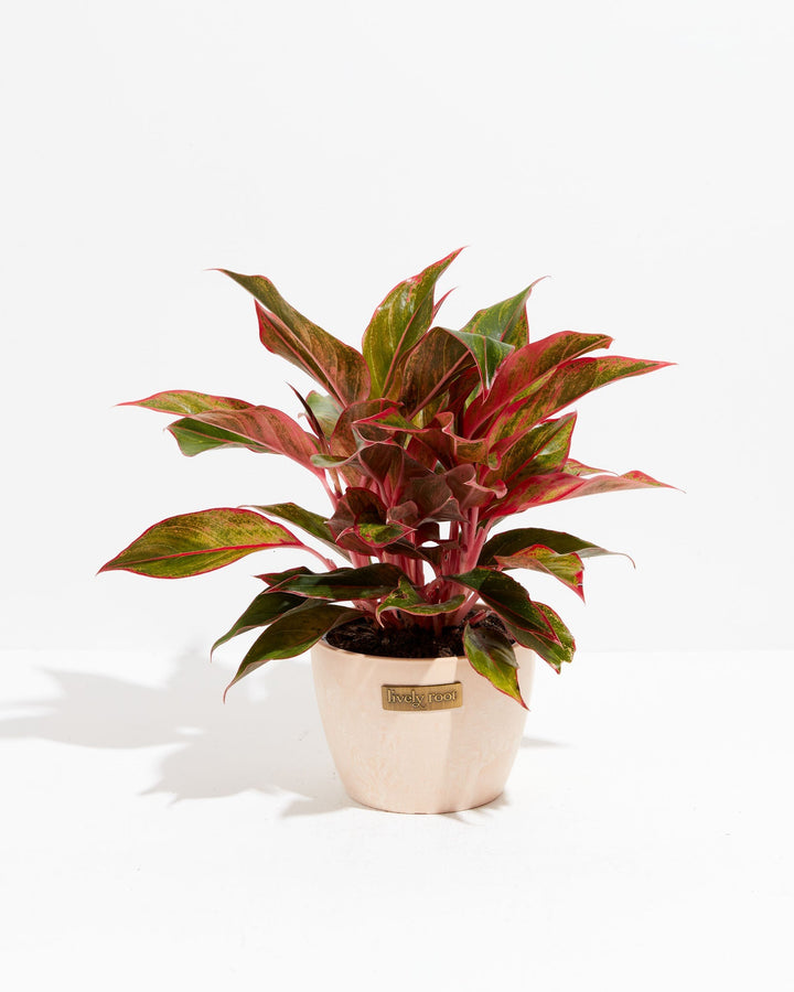 Aglaonema Red Valentine