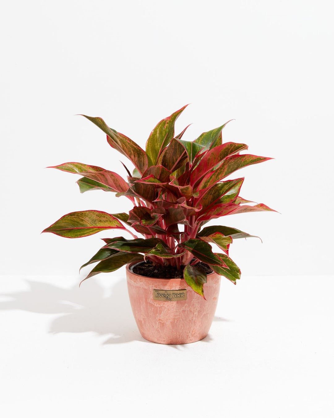 anthurium and red aglaonema Aglaonema Red Valentine | Tropical | Colorful Leaves