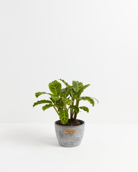 zebrina prayer plant Calathea Zebrina | Indoor Plants