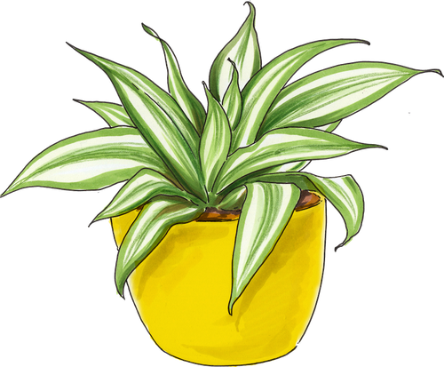 Dragon Tree Care Guide | Lively Root