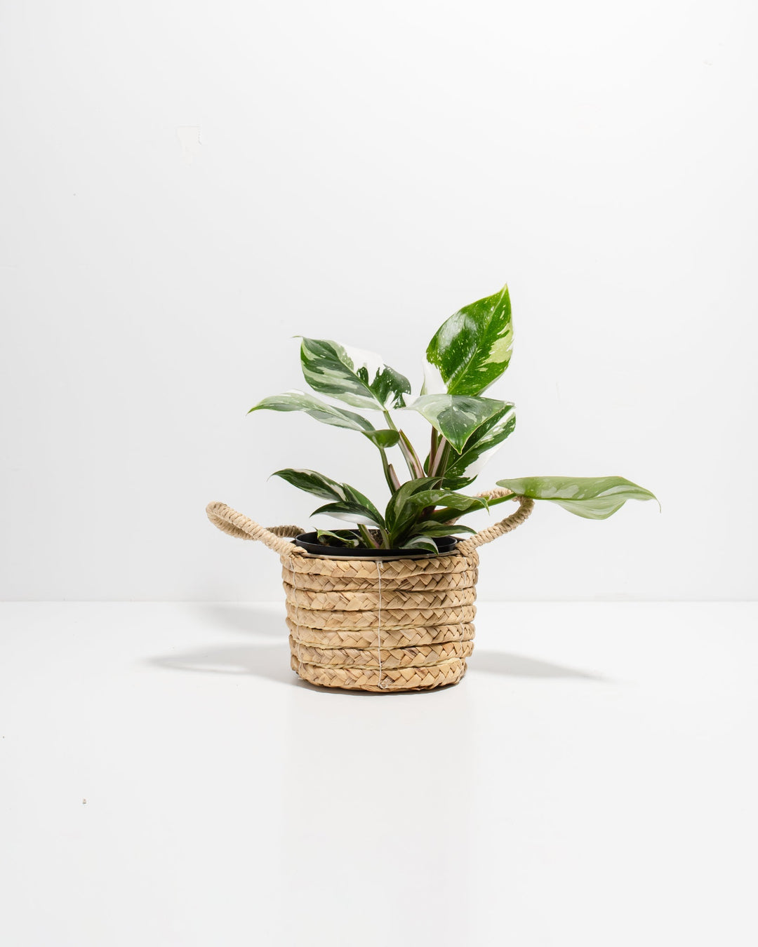 White Princess Philodendron