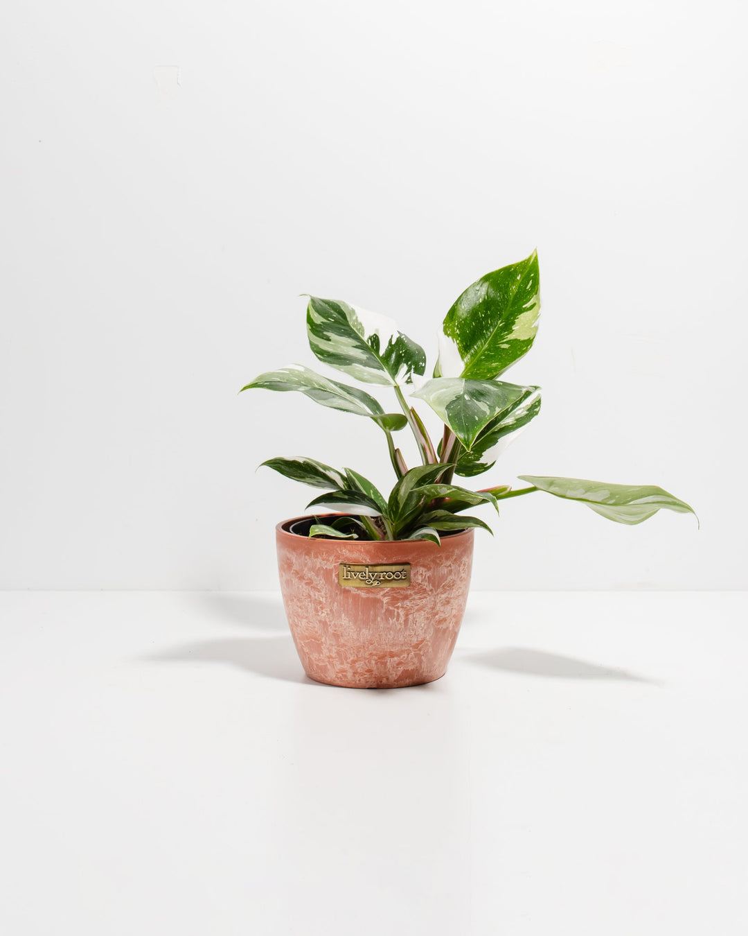 White Princess Philodendron