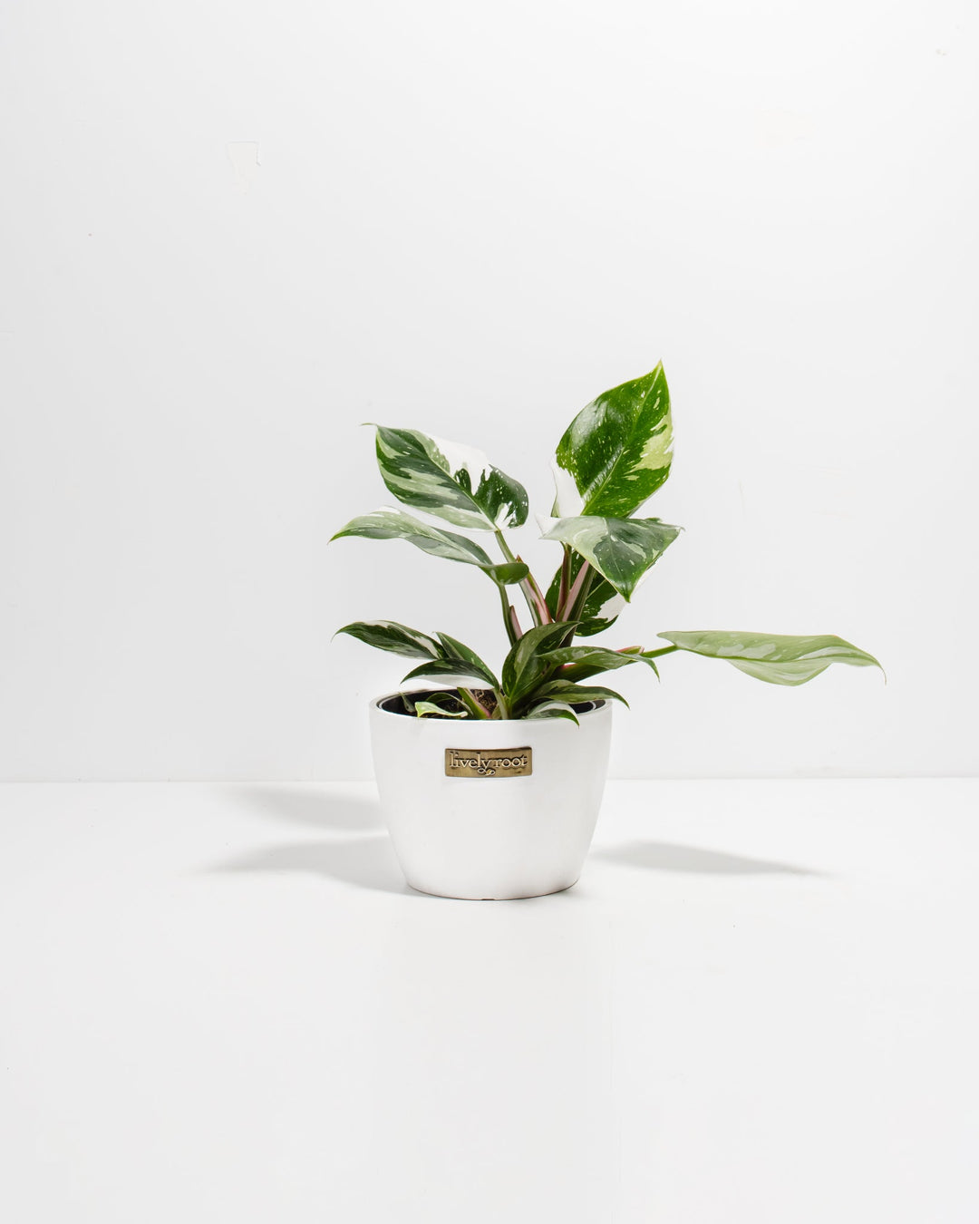 White Princess Philodendron