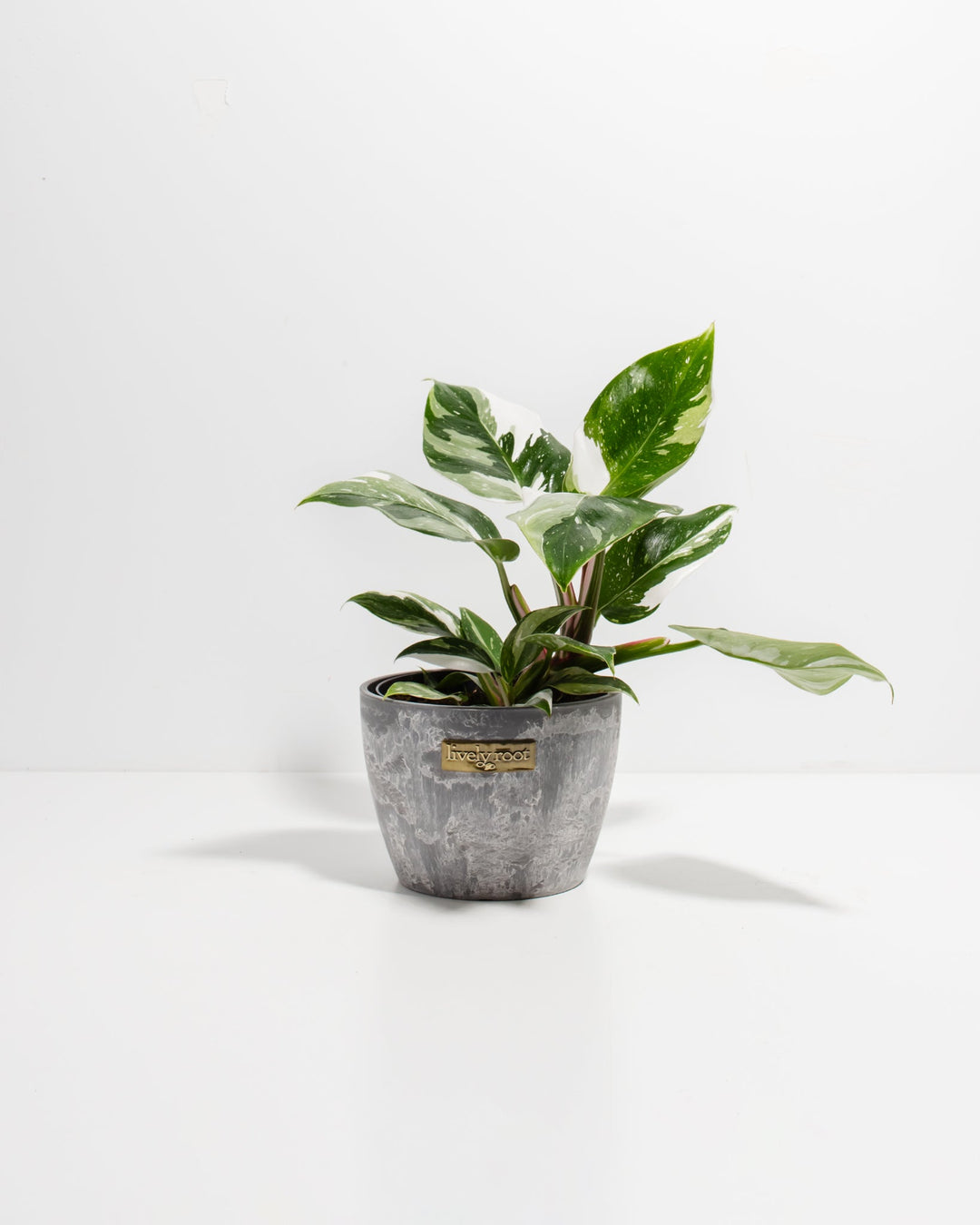 White Princess Philodendron