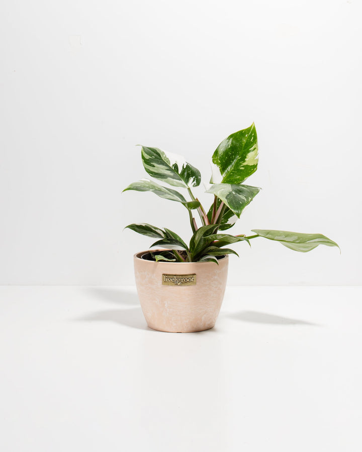 White Princess Philodendron