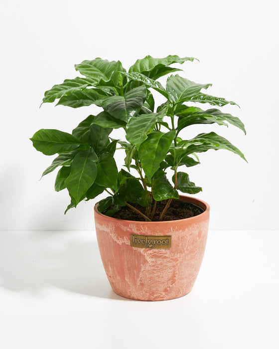 6" Coffee Plant in a terracotta "chai" finish pot with Lively Root branded label, full bushy growth