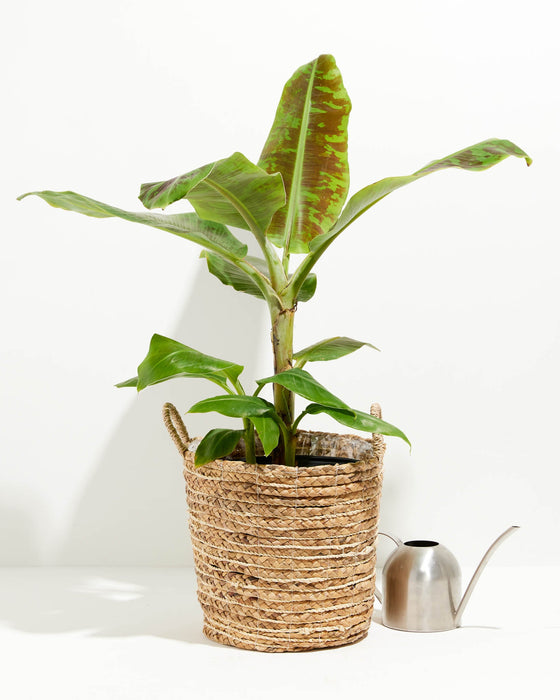 Dwarf Cavendish Banana Tree