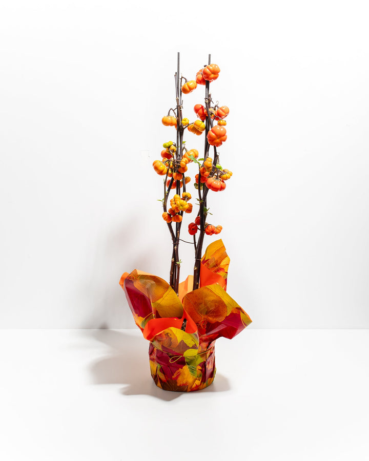 potted pumpkin plants for sale Pumpkin on a Stick For Sale, Care Guide & Growing Tips