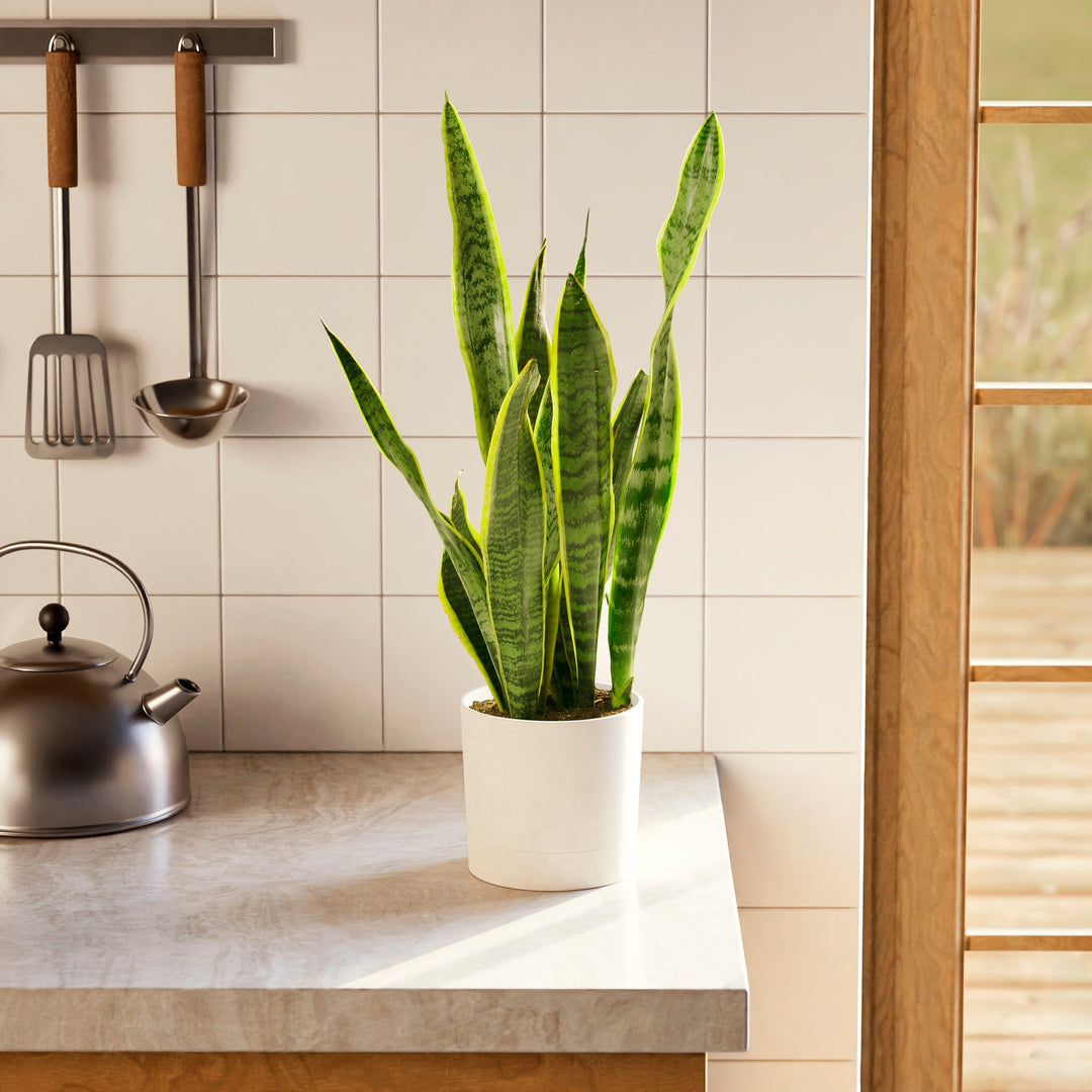 A tall Variegated Sansevieria Laurentii (Snake Plant) featuring its signature upright, sword-like leaves with yellow margins, displayed in a clean white planter on a kitchen counter next to a tea kettle and cooking utensils.