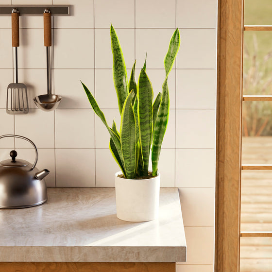 A tall Variegated Sansevieria Laurentii (Snake Plant) featuring its signature upright, sword-like leaves with yellow margins, displayed in a clean white planter on a kitchen counter next to a tea kettle and cooking utensils.