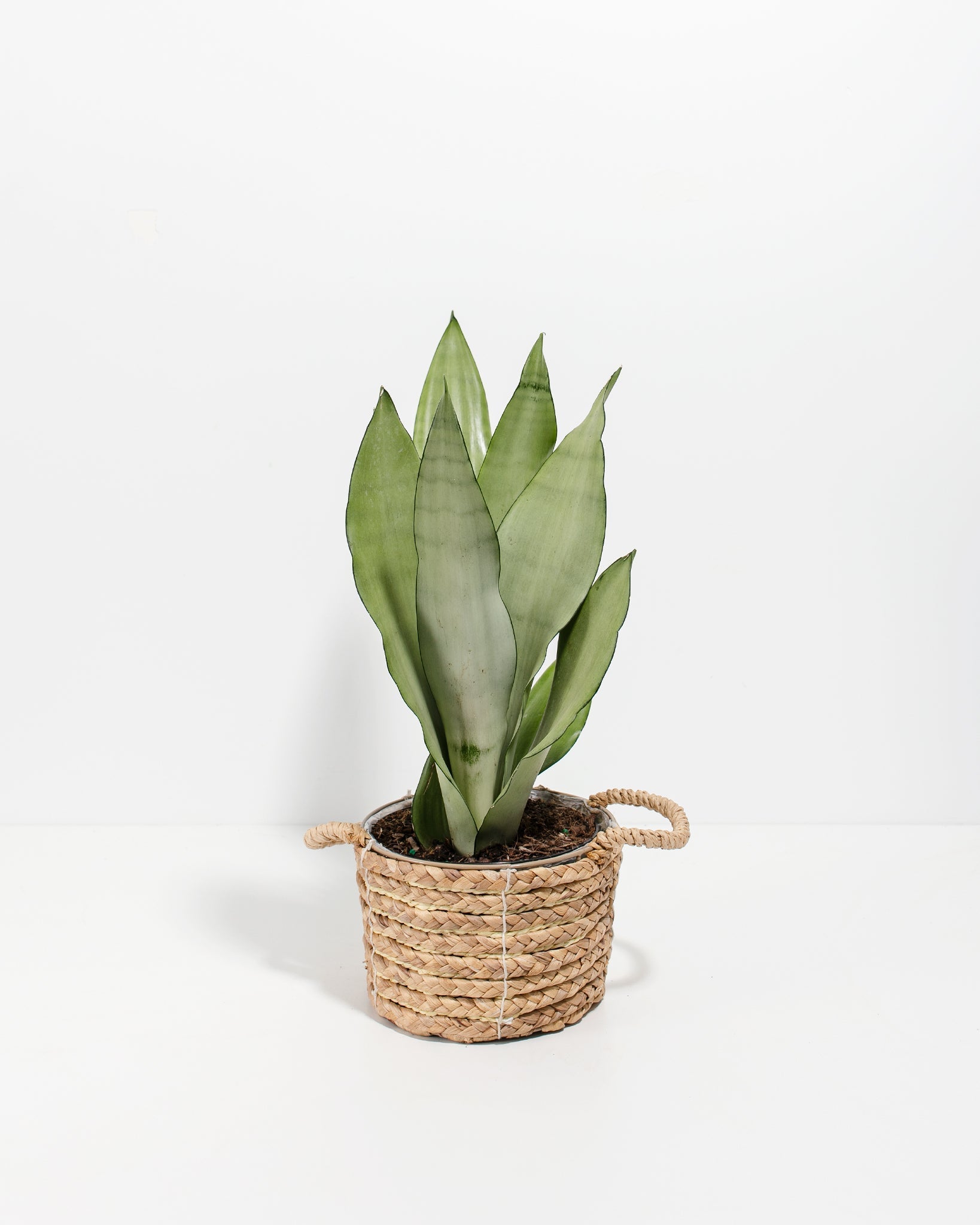 basket for snake plant Sansevieria Moonshine For Sale, Care Guide & Growing Tips