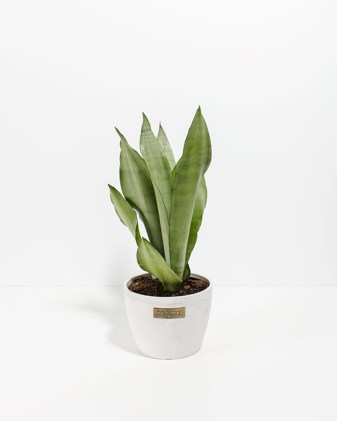moonshine snake plant for sale Sansevieria Moonshine For Sale, Care Guide & Growing Tips Small / Eco Pot / Coconut