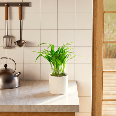 Areca Palm Indoor Tree (Dypsis lutescens) in a white ceramic pot with bright green feathery fronds on a modern kitchen countertop with white tile backsplash and steel kettle