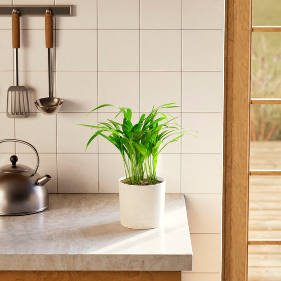 Areca Palm Indoor Tree (Dypsis lutescens) in a white ceramic pot with bright green feathery fronds on a modern kitchen countertop with white tile backsplash and steel kettle