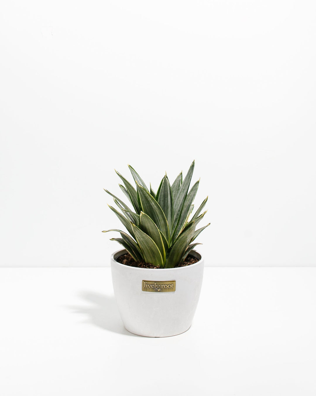 silver queen snake plant care Silver Frost Snake Plant | Easy Care