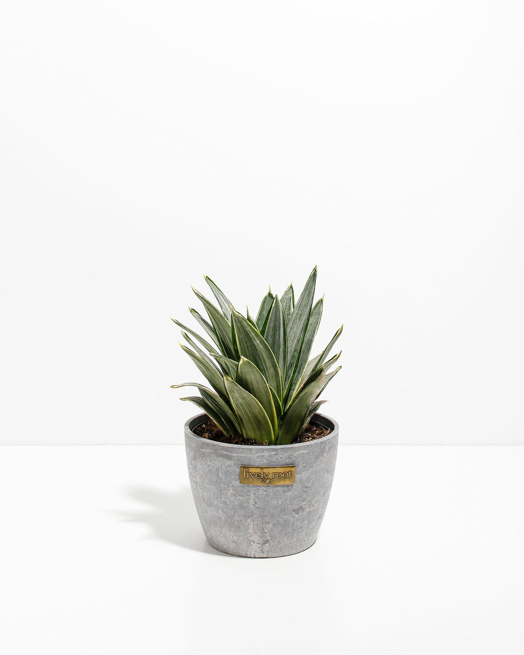 sansevieria frost Silver Frost Snake Plant | Easy Care