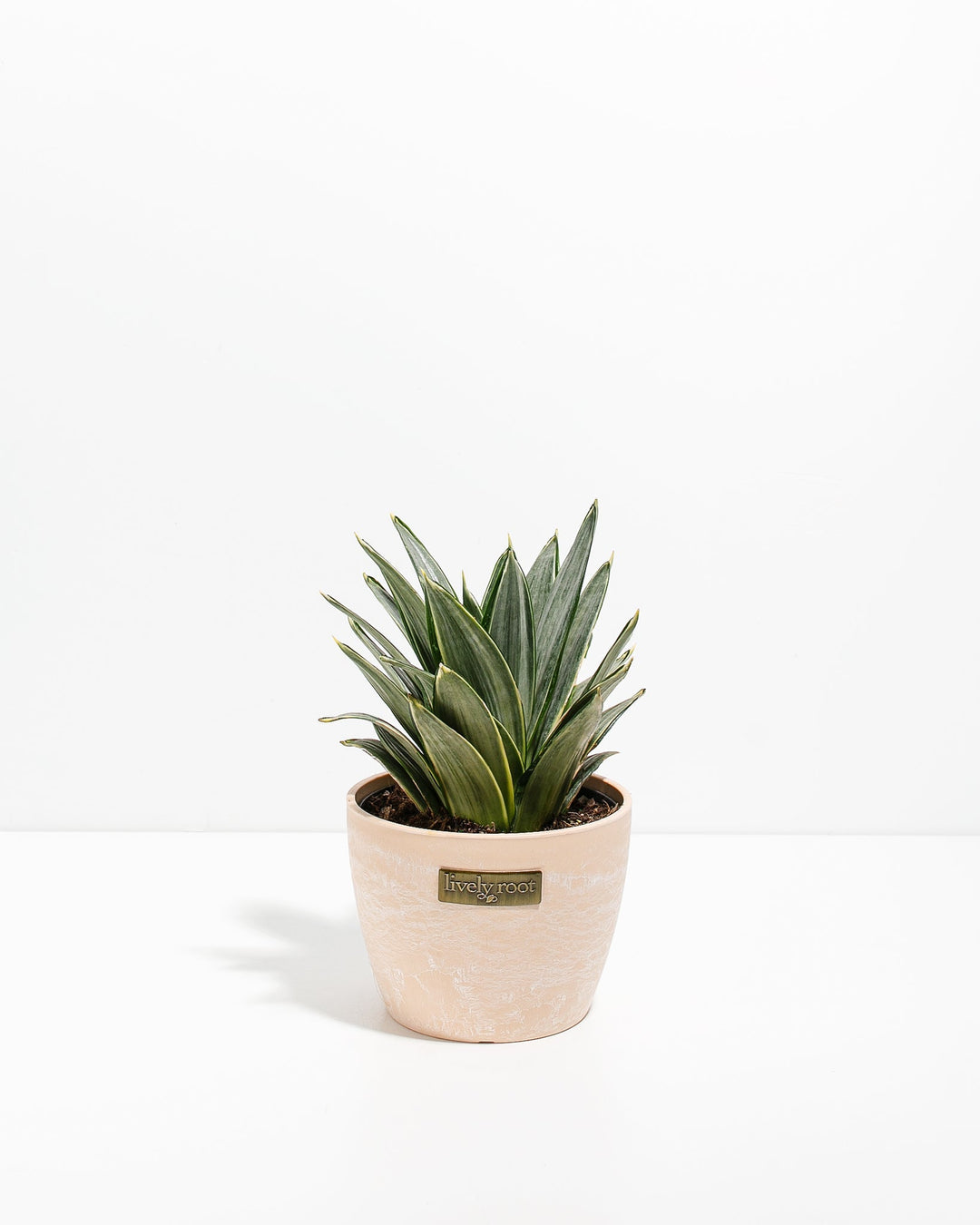 can snake plants survive frost Silver Frost Snake Plant | Easy Care