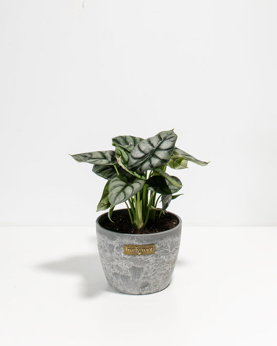 Alocasia Silver Dragon compact houseplant in gray concrete textured pot with Lively Root label, silvery-veined leaves