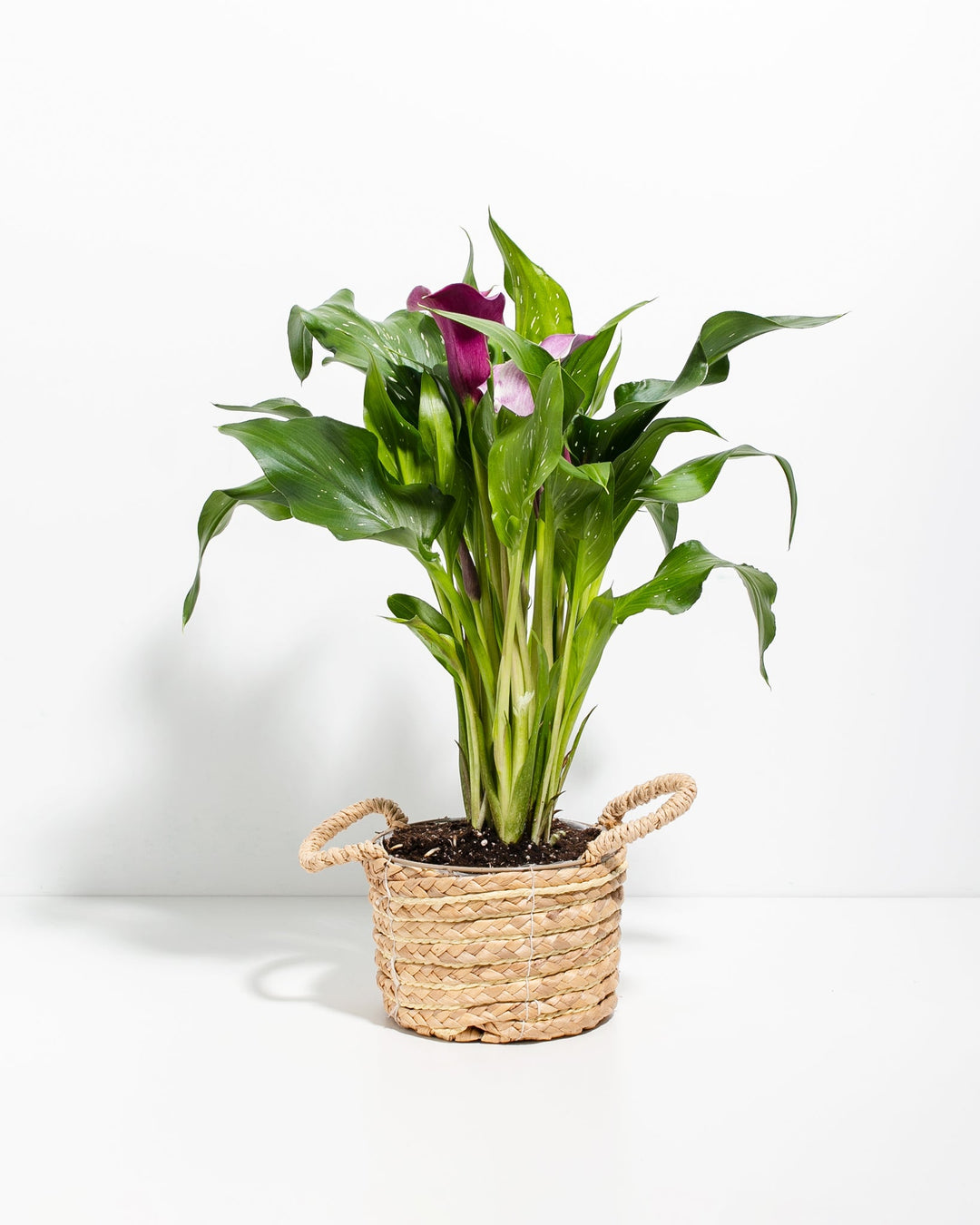 where to plant purple calla lilies Shop Purple Calla Lily: A Touch of Royalty for Your Home