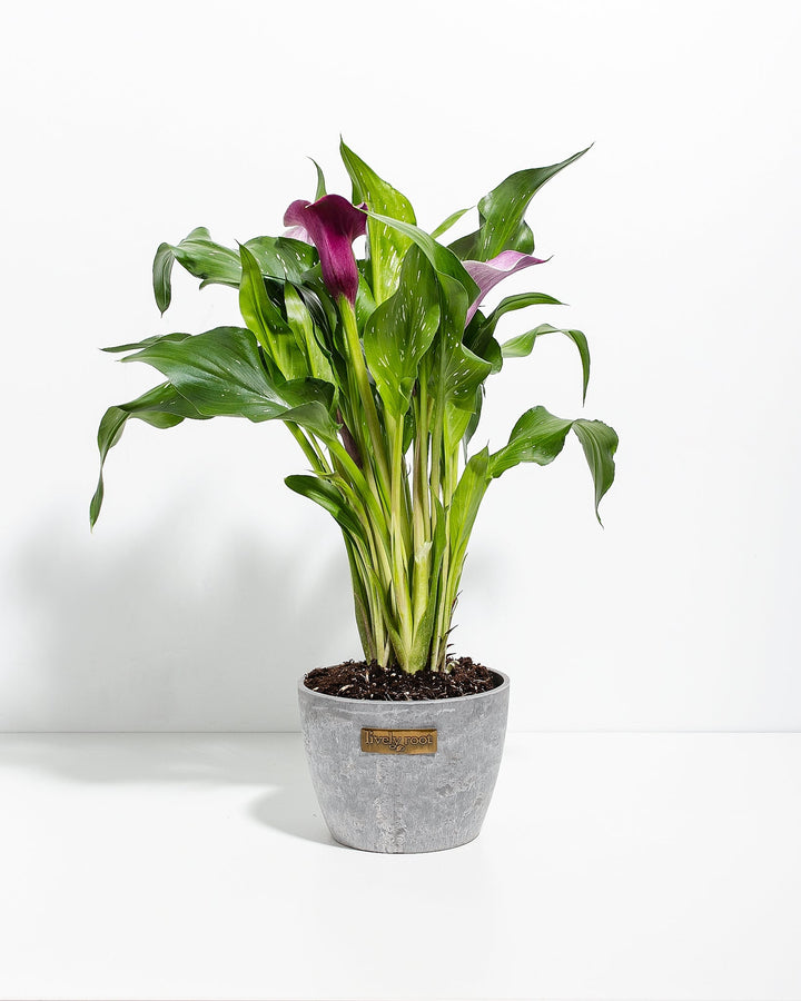 Purple Calla Lily