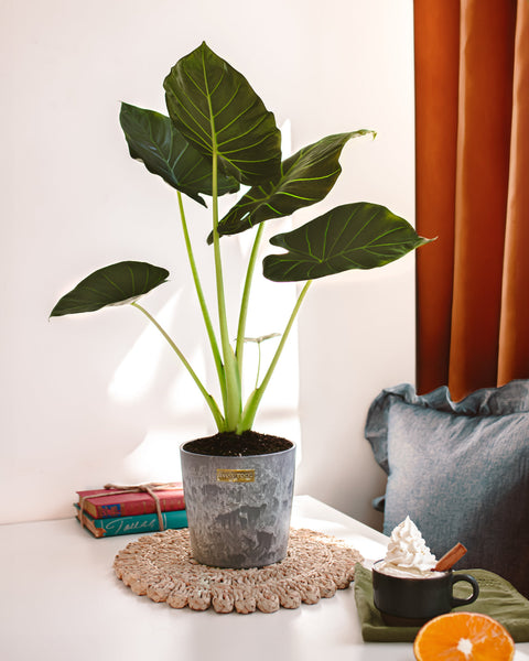 gold regale elephant ear plant Alocasia Regal Shield | Elephant Ear Plant
