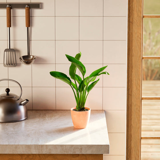 A young Orange Bird of Paradise plant in a peach-colored eco pot on a bright marble kitchen countertop with a white tiled backsplash, stainless steel kettle, and hanging cooking utensils under soft, natural sunlight.