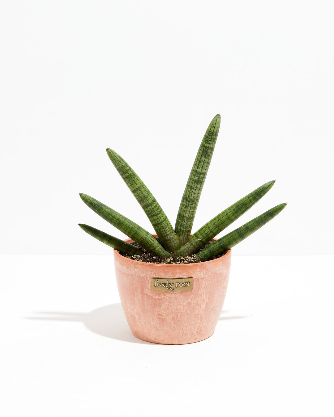 Dracaena Angolensis (Starfish Snake Plant)