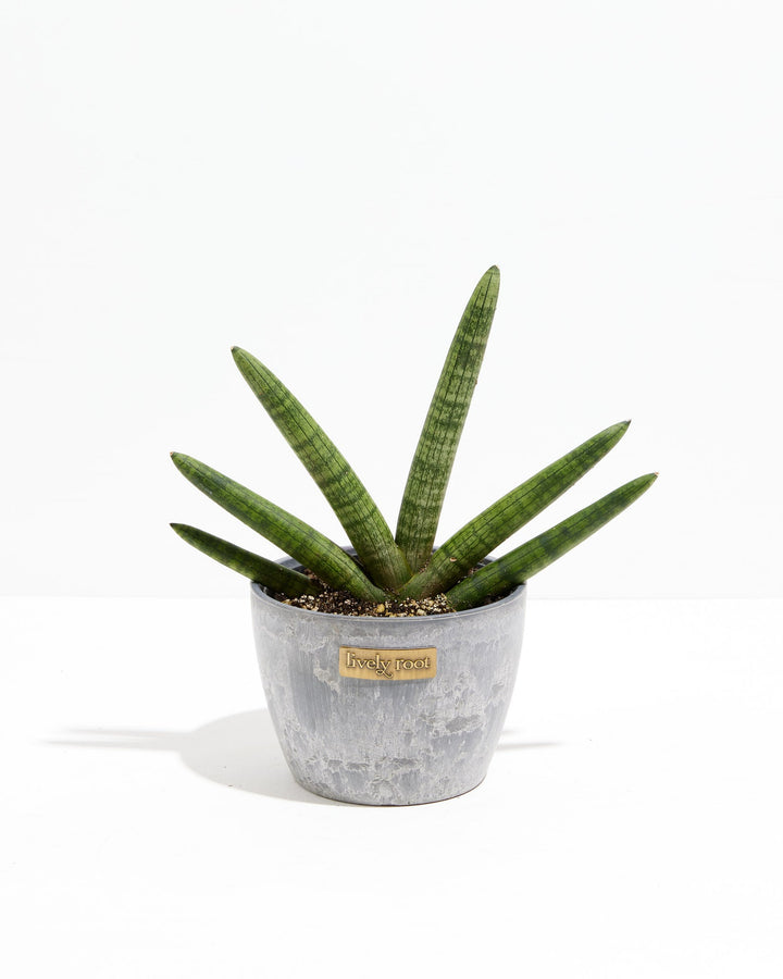 Dracaena Angolensis (Starfish Snake Plant)