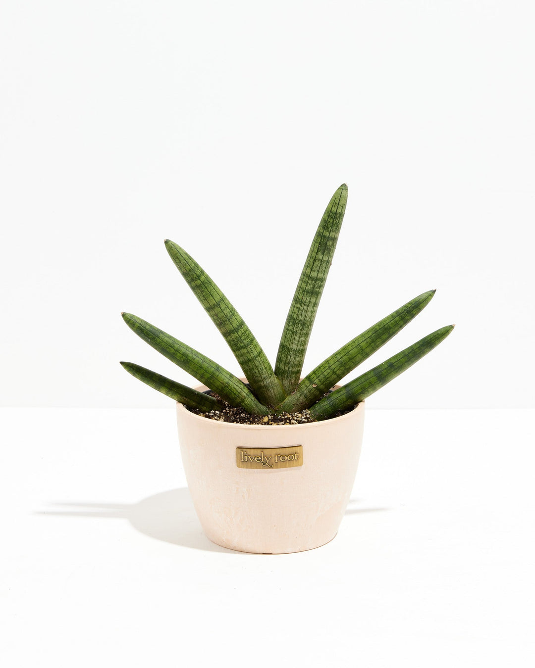 Dracaena Angolensis (Starfish Snake Plant)
