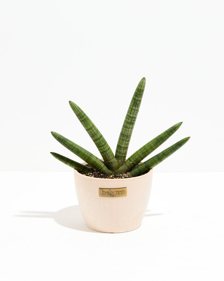 Dracaena Angolensis (Starfish Snake Plant)
