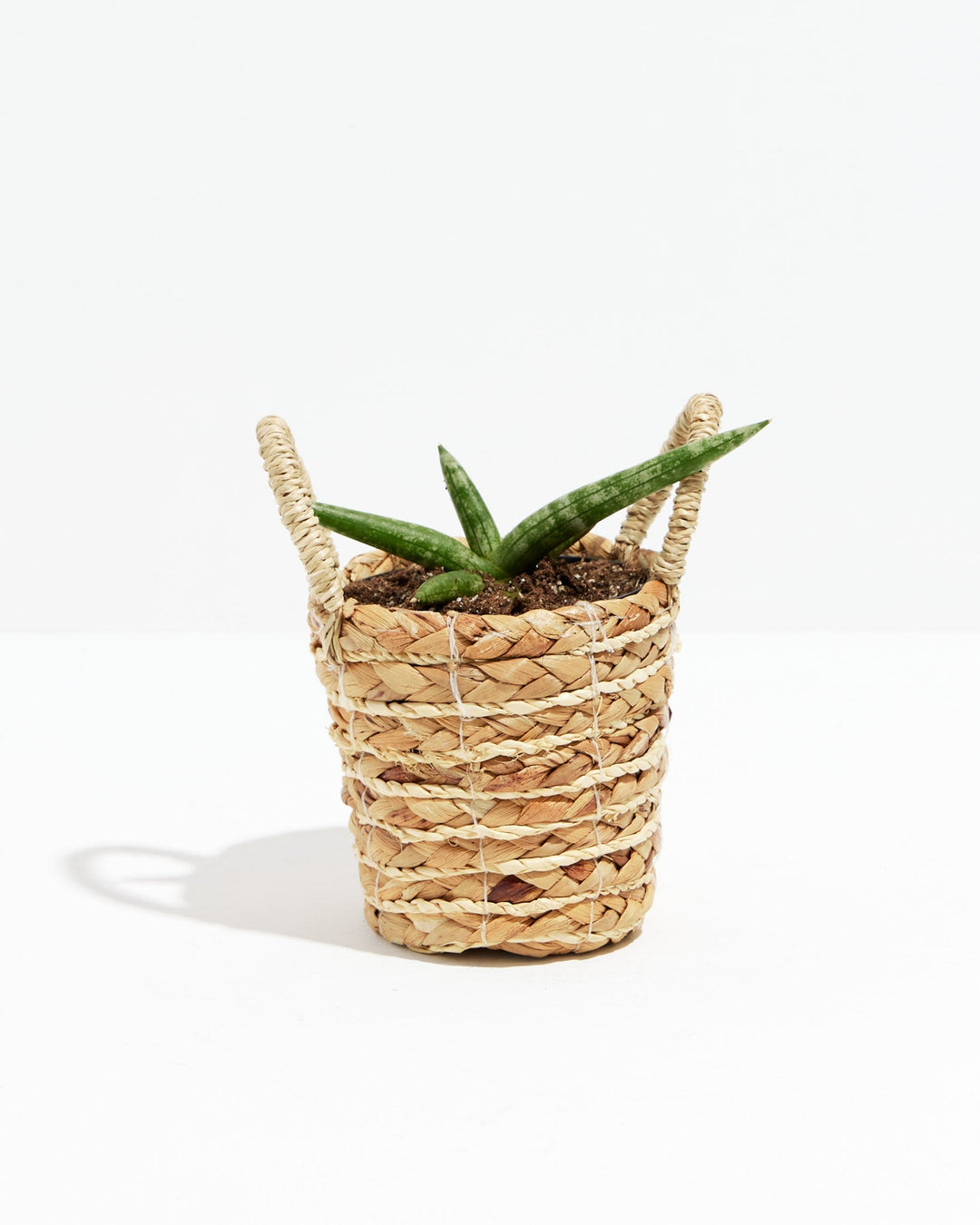 Dracaena Angolensis (Starfish Snake Plant)