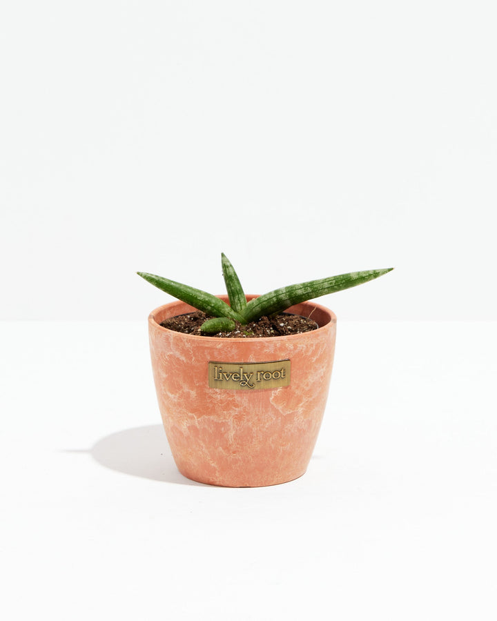 Dracaena Angolensis (Starfish Snake Plant)